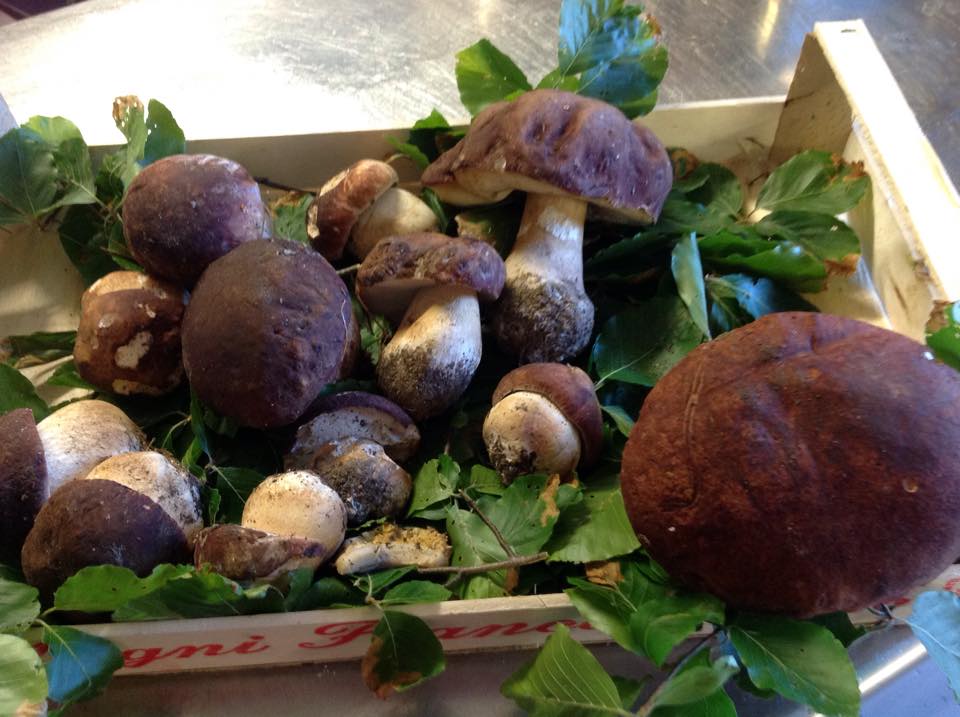 Funghi porcini freschi